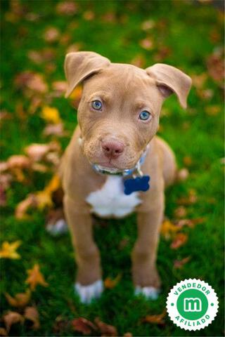Mil Anuncios Com Crias Pitbull Segunda Mano Y Anuncios Clasificados Mil Anuncios Com Crias Pitbull Segunda Mano Y Anuncios Clasificados