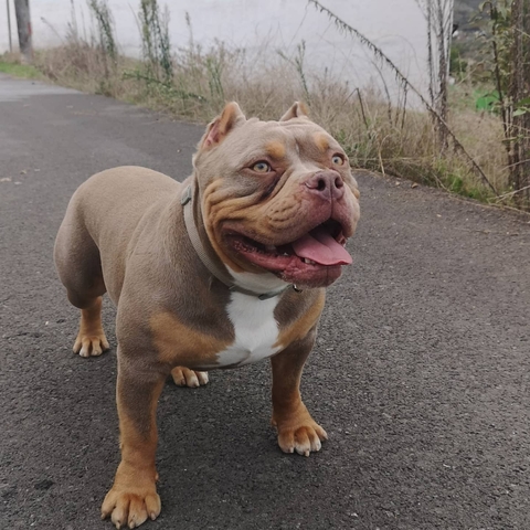 Mil Anuncios Com Exotic Bully Compra Venta De Perros Exotic Bully Regalo De Cachorros