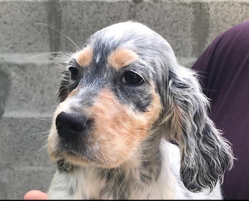 Mil Anuncios Com Setter Ingles Camada Segunda Mano Y Anuncios Clasificados