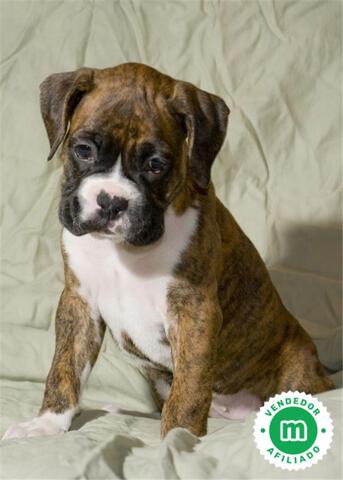 Mil Anuncios Com Camada Boxer Pura Raza Mil Anuncios Com Camada Boxer Pura Raza