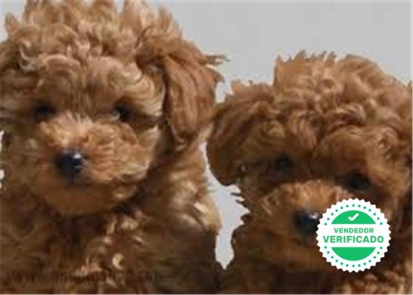 Mil Anuncios Com Cachorros American Stanford Segunda Mano Y Anuncios Clasificados Pag 8