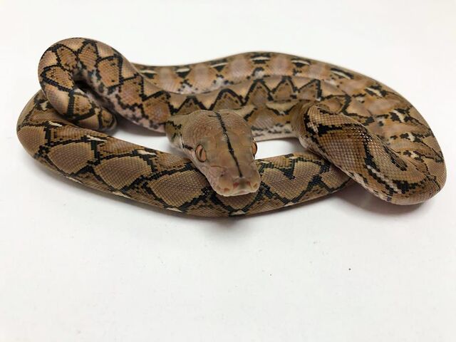 Mil Anuncios Com Piton Reticular Reptiles Piton Reticular Venta De Reptiles De Segunda Mano Piton Reticular Reptiles De Ocasion A Los Mejores Precios