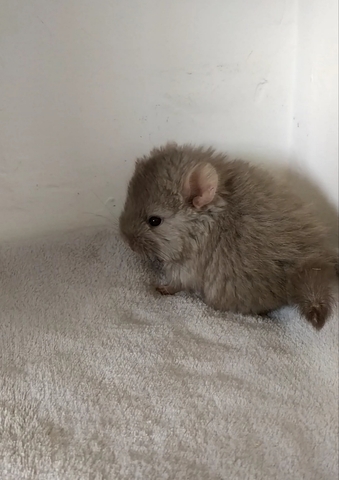 Mil Anuncios Com Chinchilla Compra Venta De Otros Animales Y Mascotas Chinchilla En Castilla La Mancha