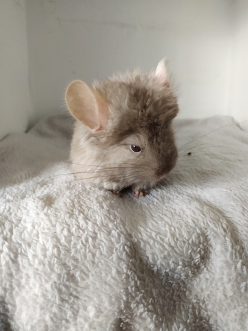 Mil Anuncios Com Bebe Chinchilla Angora Tan Dark Velvet