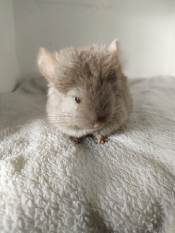 Mil Anuncios Com Bebe Chinchilla Angora Tan Dark Velvet