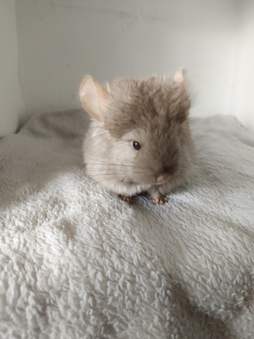 Mil Anuncios Com Bebe Chinchilla Angora Tan Dark Velvet