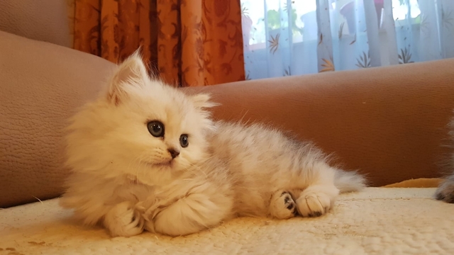 Mil Anuncios Com Gatita Persa Chinchilla Compra Venta De Gatos Gatita Persa Chinchilla Anuncios Con Fotos De Gatos Comprar Un Gato Todas Las Razas De Gatos Mil Anuncios Com Gatita Persa Chinchilla Compra Venta De Gatos Gatita Persa Chinchilla Anuncios Con Fotos De Gatos Comprar Un Gato Todas Las Razas De Gatos