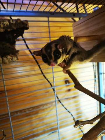 Mil Anuncios Com Lemur Compra Venta De Otros Animales Y Mascotas Lemur En Madrid