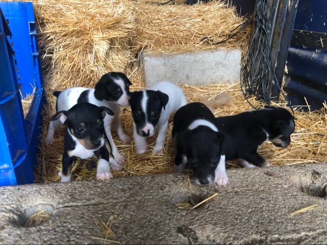Mil Anuncios Com Camada Ratonero Valenciano Compra Venta De Perros Camada Ratonero Valenciano En Valencia Regalo De Cachorros