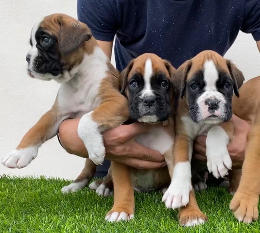 Mil Anuncios Com Cachorro Boxer Barcelona Segunda Mano Y Anuncios Clasificados