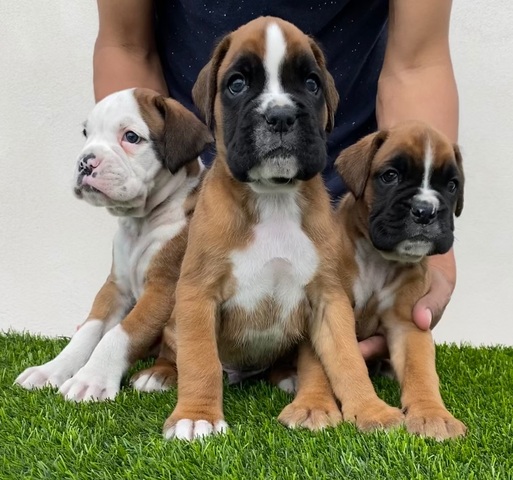 Mil Anuncios Com Cachorro Boxer Madrid Segunda Mano Y Anuncios Clasificados