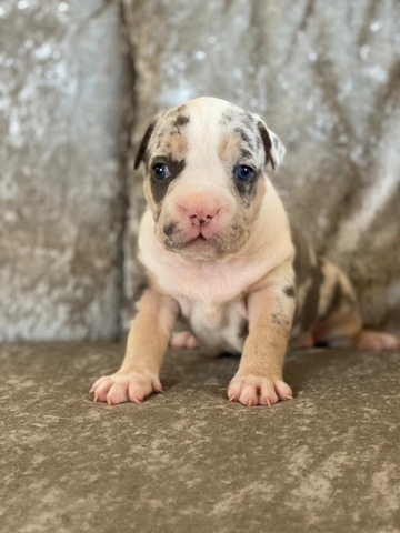 Mil Anuncios Com American Bully En Malaga Venta De American Bully De Segunda Mano En Malaga American Bully De Ocasion A Los Mejores Precios