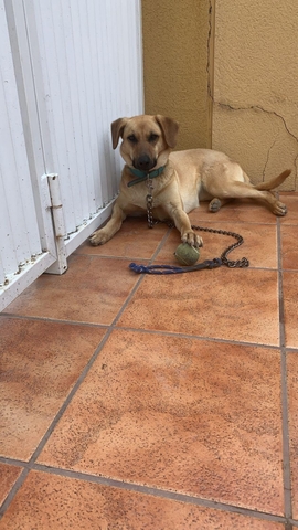 ADOPCIóN DE PERRITA