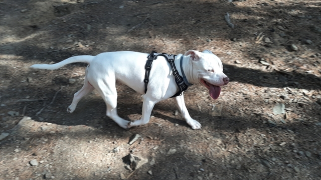 Mil Anuncios Com Pitbull Blanco Compra Venta De Perros Pitbull Blanco Regalo De Cachorros Mil Anuncios Com Pitbull Blanco Compra Venta De Perros Pitbull Blanco Regalo De Cachorros