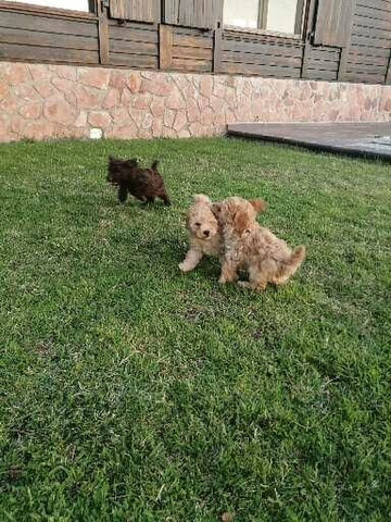 Mil Anuncios Com Particular Vende Caniche Toy Segunda Mano Y Anuncios Clasificados Pag 8