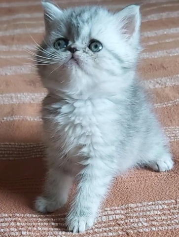 Mil Anuncios Com Gatito Persa Ojos Azules Compra Venta De Gatos Gatito Persa Ojos Azules Anuncios Con Fotos De Gatos Comprar Un Gato Todas Las Razas De Gatos Mil Anuncios Com Gatito Persa Ojos Azules Compra Venta De Gatos Gatito Persa Ojos Azules Anuncios Con Fotos De Gatos Comprar Un Gato Todas Las Razas De Gatos
