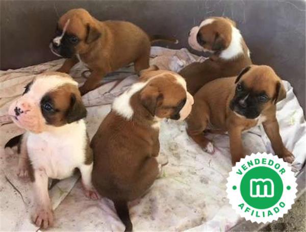 Mil Anuncios Com Cachorros Boxer Compra Venta De Boxers Cachorros Boxer Anuncios Con Fotos De Boxers Cachorros Boxer Perros Boxer Cachorros Boxer