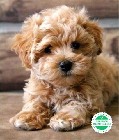 Mil Anuncios Com Bebes De Caniche Toy Mil Anuncios Com Bebes De Caniche Toy