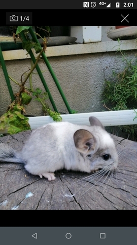 Mil Anuncios Com Chinchilla Bebe 2 Meses Hembra C Mosaico