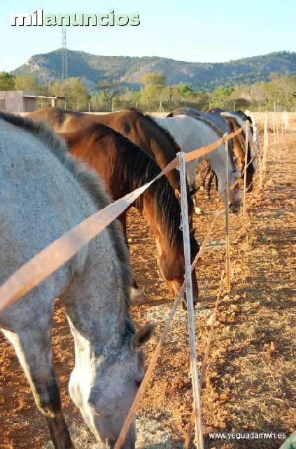 MIL ANUNCIOS.COM - Estiercol de caballo