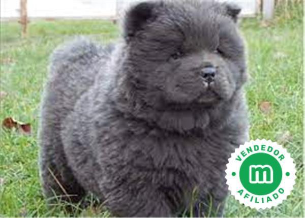 Milanuncios CHOW CHOW