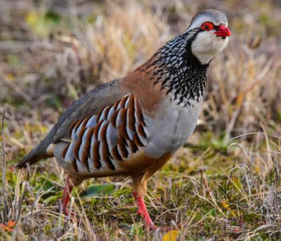 La perdiz de reclamo - Cortijo Los Picos