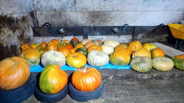 Milanuncios Venta de Calabazas