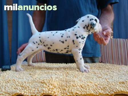 dalmata cachorros