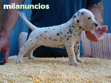 dalmata cachorros bbb inma