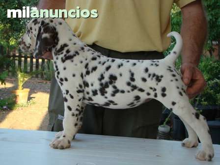 excelentes cachorros oo6 dalmatas inma