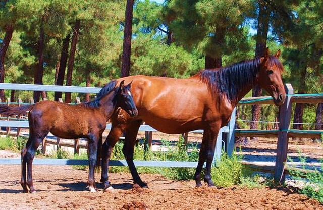 Mil Anuncios Com Regala Yegua Compra Venta De Caballos Regala Yegua Anuncios Con Fotos De Caballos Comprar Un Caballo Todas Las Razas De Caballos