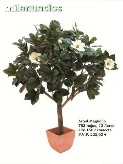 Milanuncios - Arbol magnolio con maceta