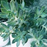 GRAPTOSEDUM (X GRAPTOSEDUM)