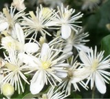 comprar rosal perfumado vilanova i la geltru comprar rosal perfumado vilanova i la geltru