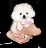 Adorable Perro Pomerania Blanco Mini Toy Precio