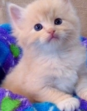 Gratis Regalo Gatos Anuncios Mayo Clasf
