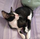 Mil Anuncios Com Regalo Gatitos Compra Venta De Gatos Regalo Gatitos En Valencia Anuncios Con Fotos De Gatos Comprar Un Gato Todas Las Razas De Gatos
