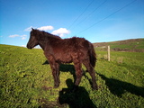 Mil Anuncios Com Regalo Potro Compra Venta De Caballos Regalo Potro Anuncios Con Fotos De Caballos Comprar Un Caballo Todas Las Razas De Caballos