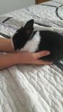 VENDO CRIA DE CONEJOS ENANOS