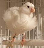 Mil Anuncios Com Canarios Compra Venta De Pajaros Canarios En Zamora Anuncios Con Fotos De Pajaros Comprar Un Pajaro Todas Las Razas De Pajaros