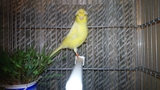 Mil Anuncios Com Canarios Compra Venta De Pajaros Canarios En Zamora Anuncios Con Fotos De Pajaros Comprar Un Pajaro Todas Las Razas De Pajaros