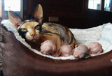 GATOS SPHYNX