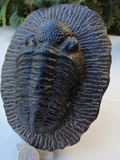 TRILOBITES