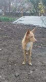 PODENCO