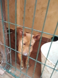 PODENCO ANDALUZ