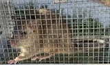 VENDO RATAS Y RATONES PARA SERPIENTES