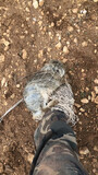 CONEJO DE CAMPO