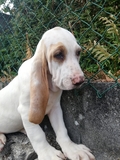 CACHORRA DE SABUESO ESOÑOL