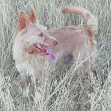 PODENCO PORTUGUES LOE