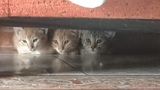 GATITOS MES Y MEDIO DE EDAD